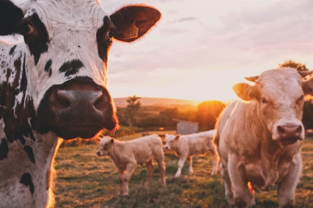 Cattle in pasture — the upstream of every IMPS code